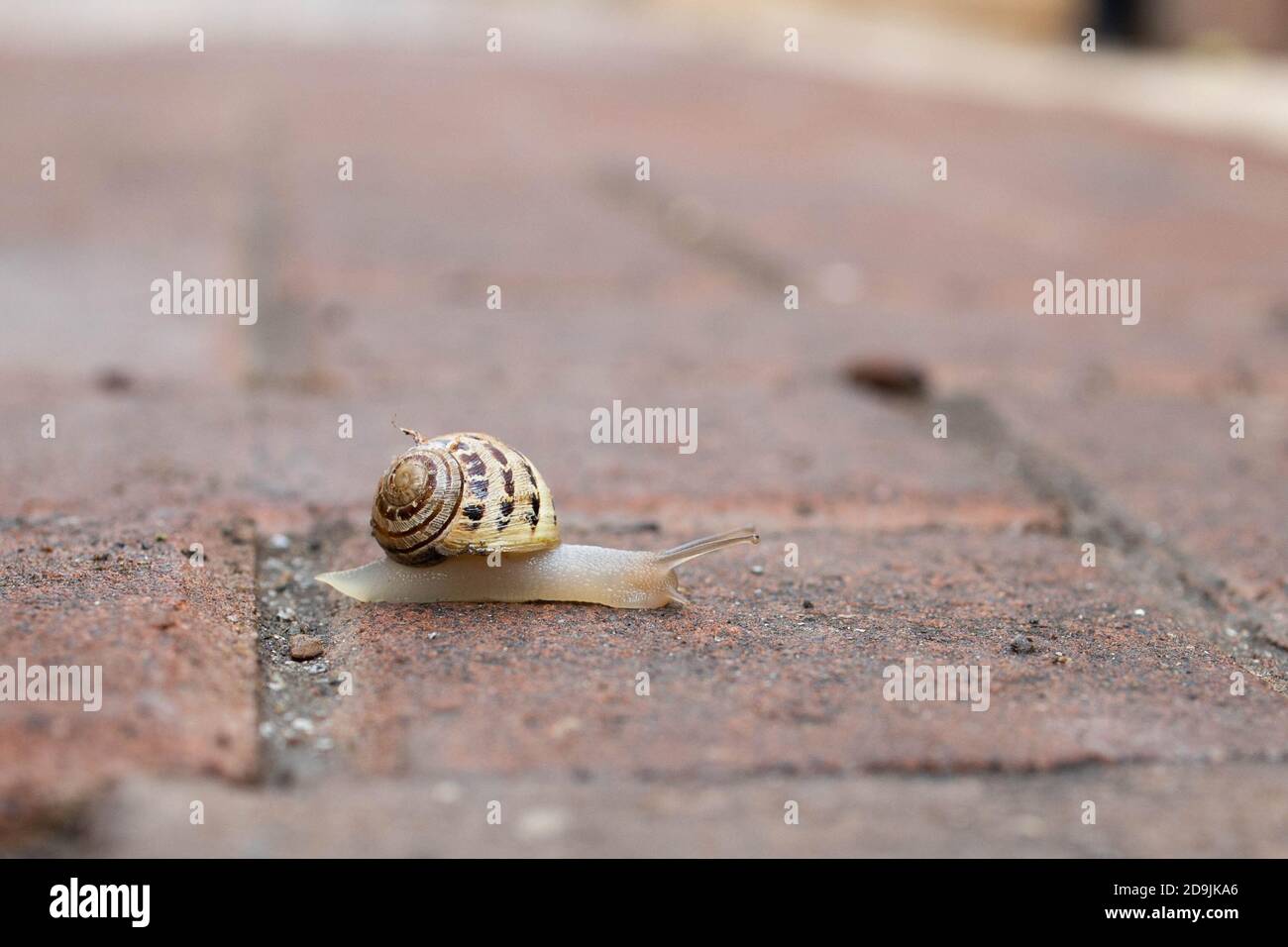 Un escargot rampant sur le trottoir Banque D'Images