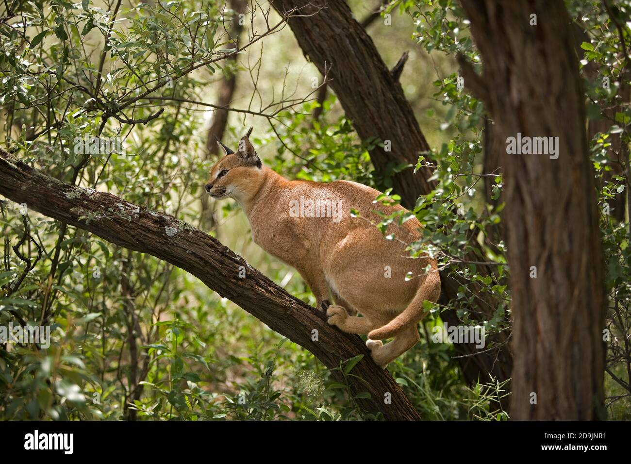 CARACAL Caracal caracal, debout sur ADULTES, DIRECTION GÉNÉRALE DE LA NAMIBIE Banque D'Images