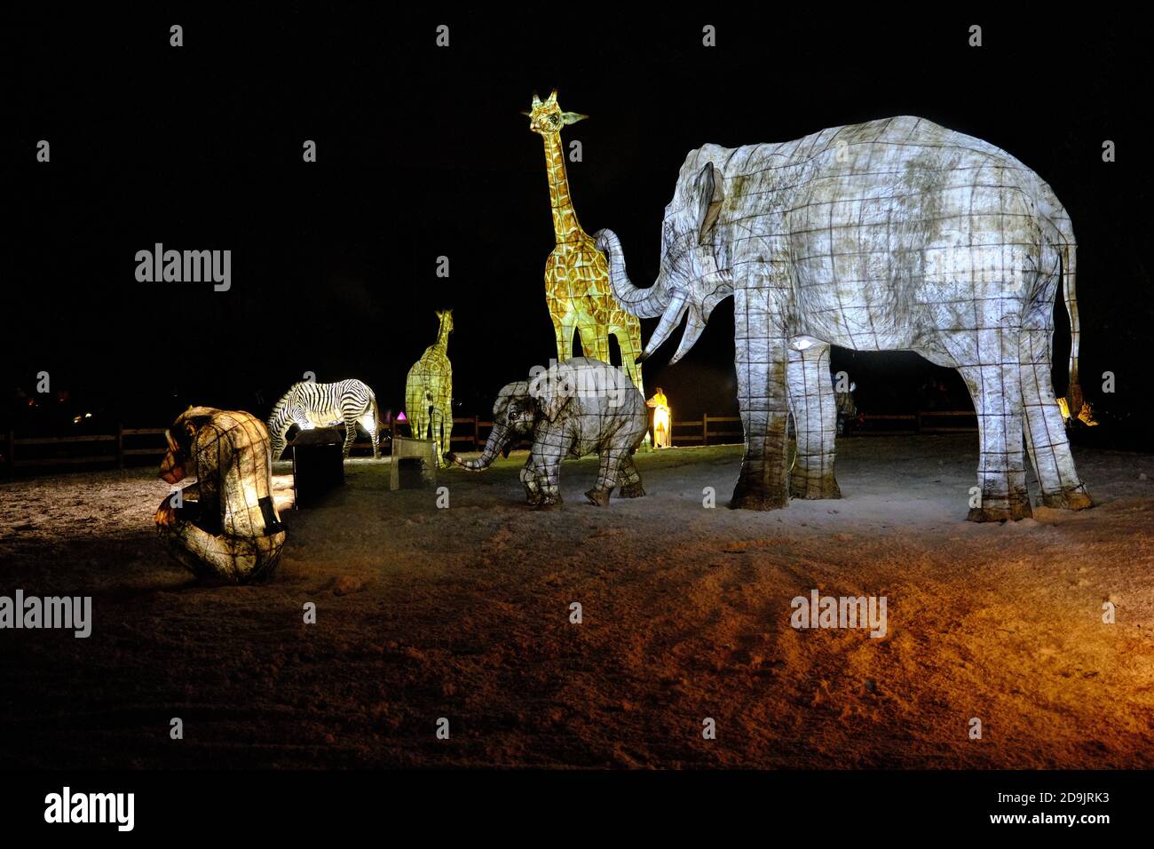 Lanternes illuminées pour animaux à l'événement d'hiver The Lantern du zoo de Chester. Banque D'Images