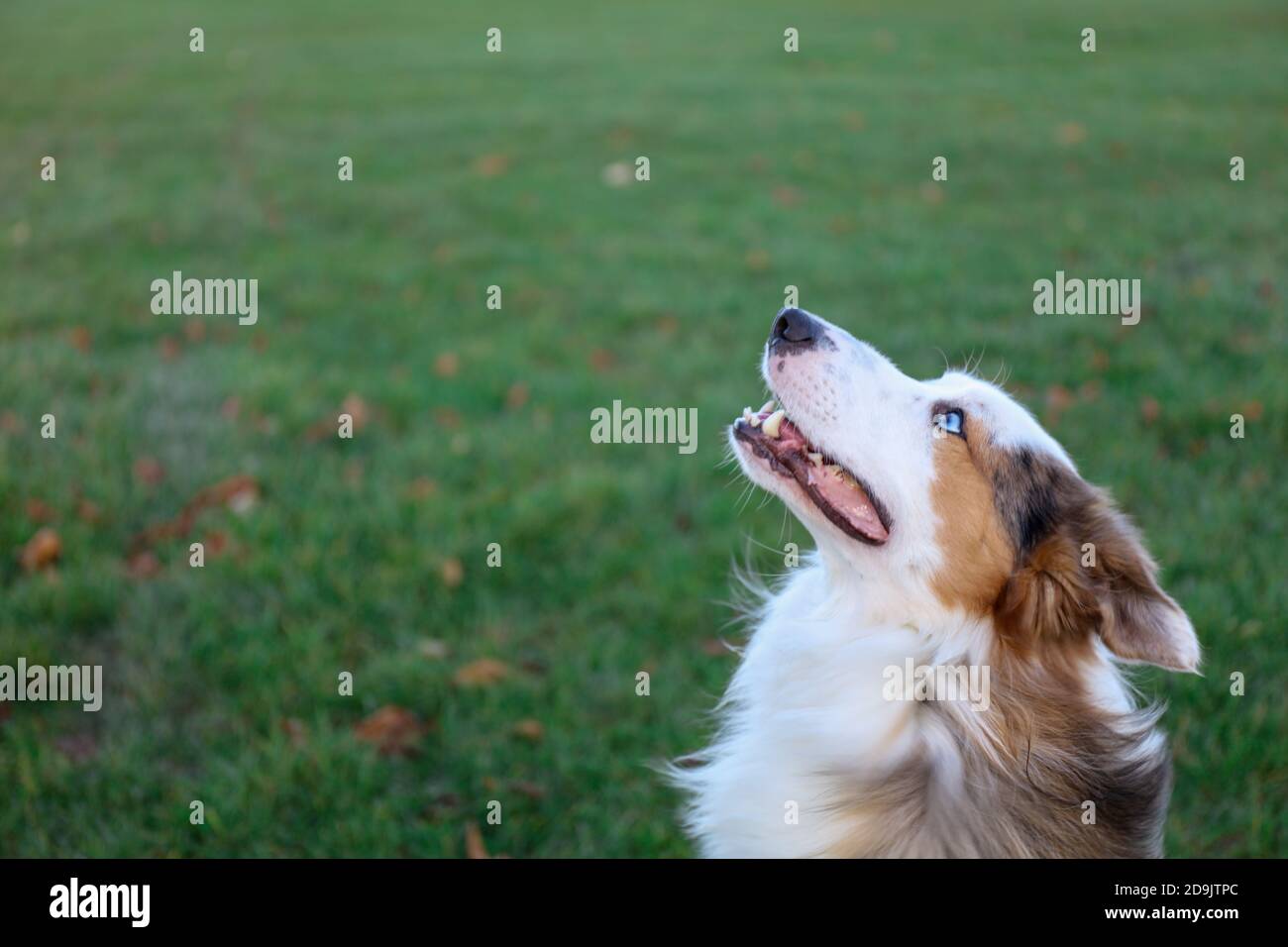 Chien à bordure heureuse collie trois Merle avec les yeux bleus le parc à gazon vert Banque D'Images