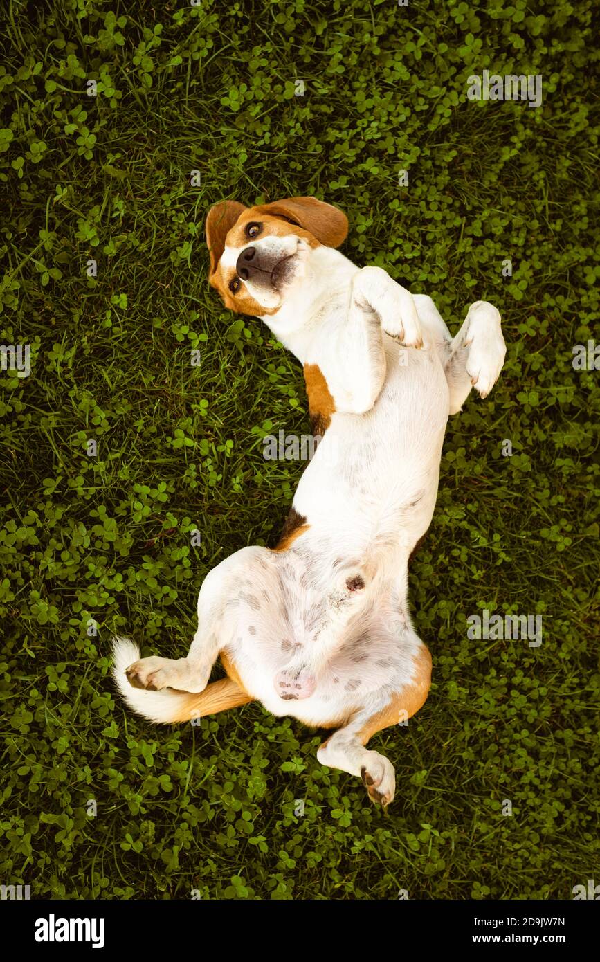 Le Beagle s'enroulent sur l'herbe. Le chien a le temps de se détendre allongé sur l'herbe verte. Banque D'Images