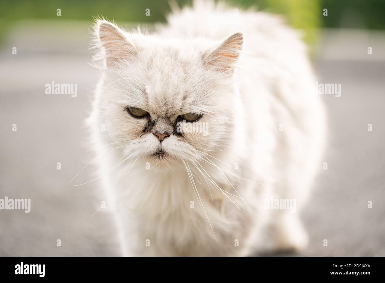 Chat Noir Et Blanc Banque D Image Et Photos Alamy