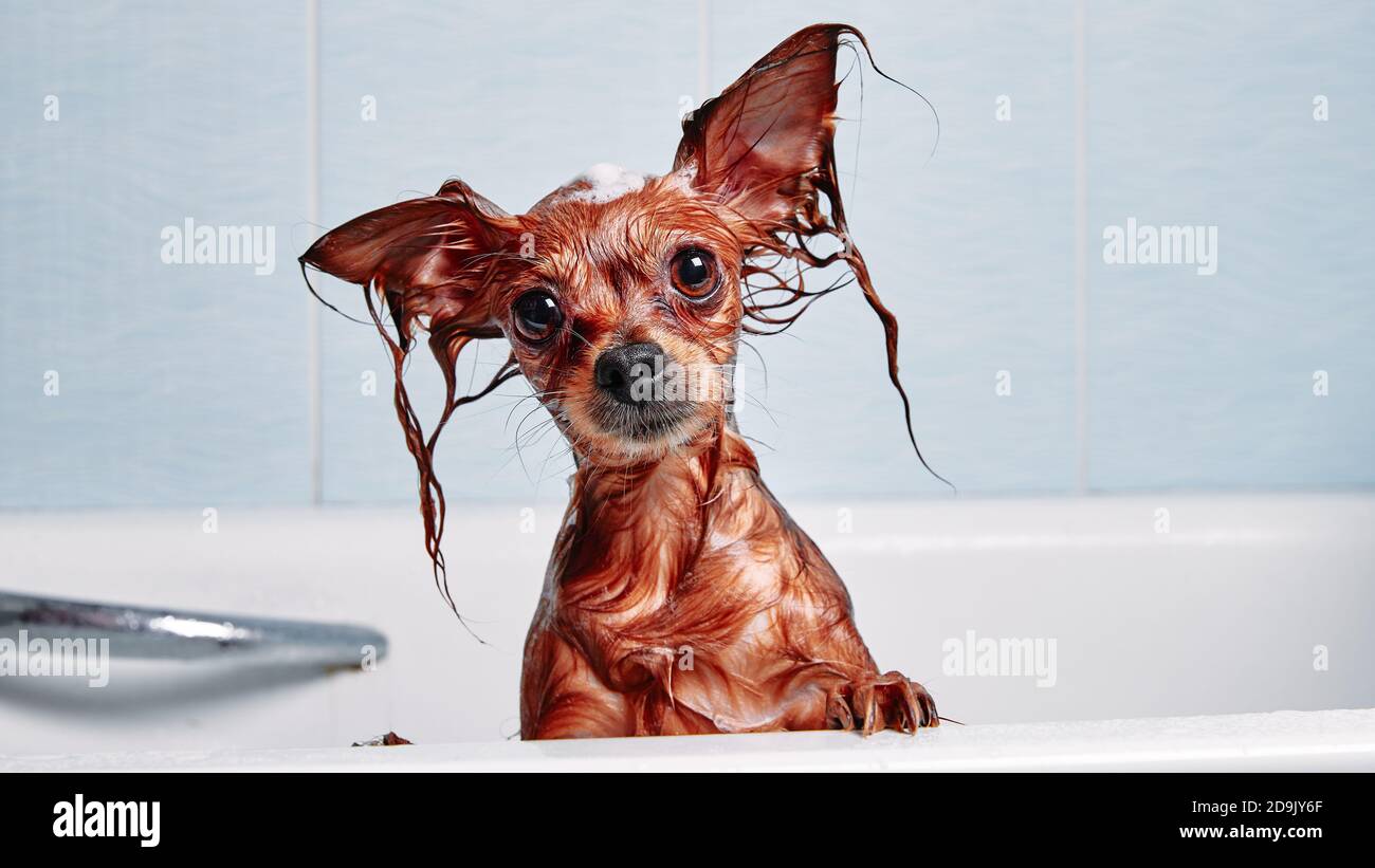 Drôle petit chien mouillé dans la salle de bains. Le chien prend une douche.  Terrier russe à poil long (Canis lupus familiaris Photo Stock - Alamy