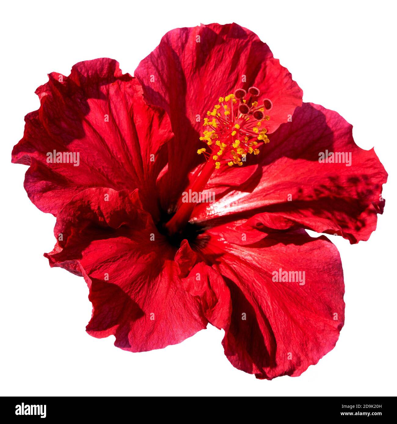 Design minimaliste d'une fleur d'hibiscus isolée sur un fond blanc. Pose à plat Banque D'Images