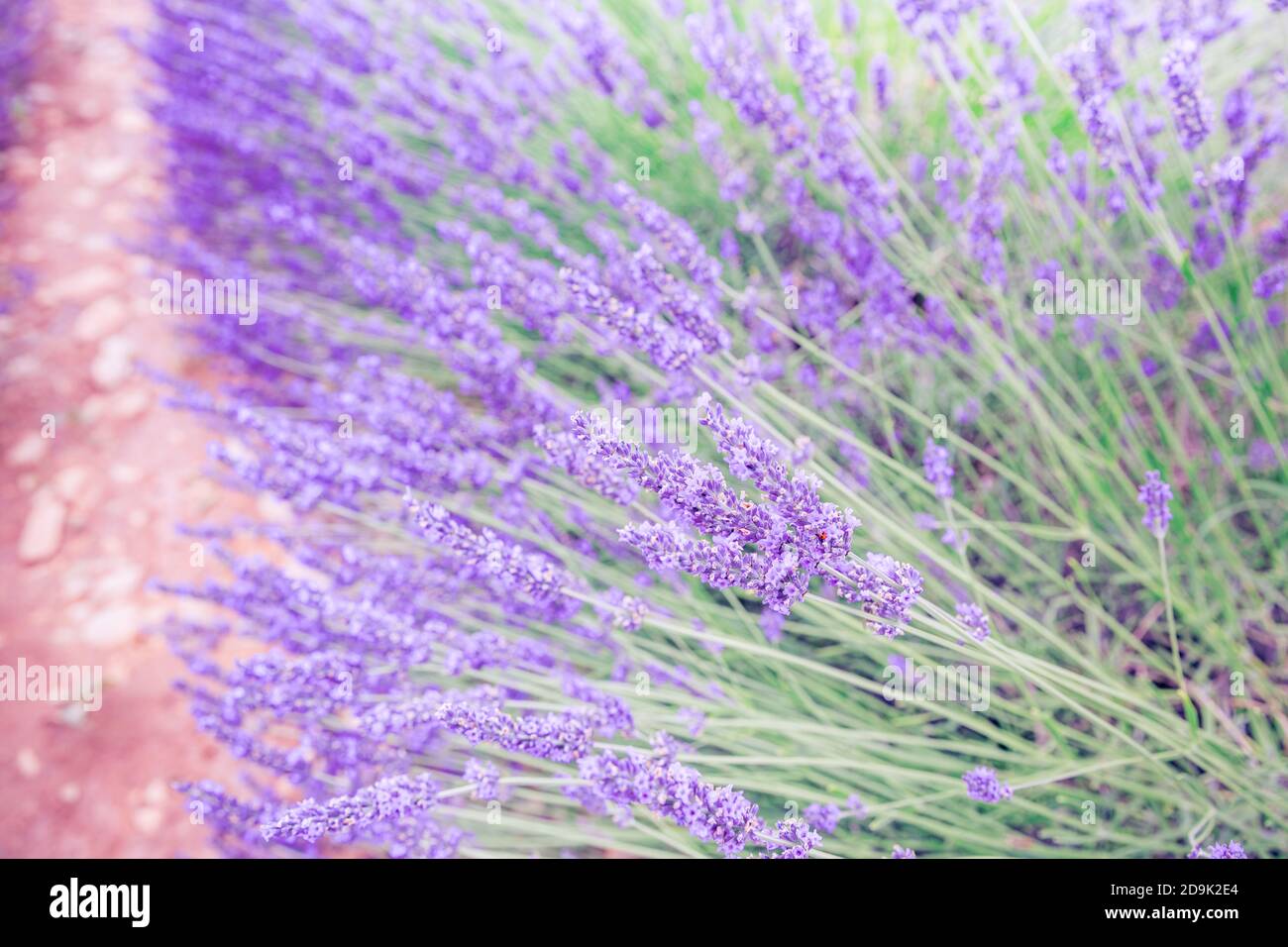 Coucher de soleil sur un champ de lavande violet en Provence, France. Lavande gros plan fleurs Provence été nature mauve lavande champ. Paysage reposant Banque D'Images