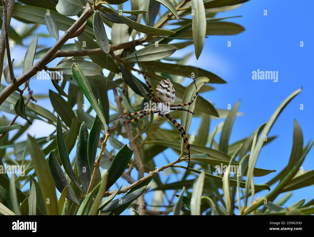 Cliché sélectif de l'araignée Argiope Lobed sur une olive branches de l'arbre Banque D'Images