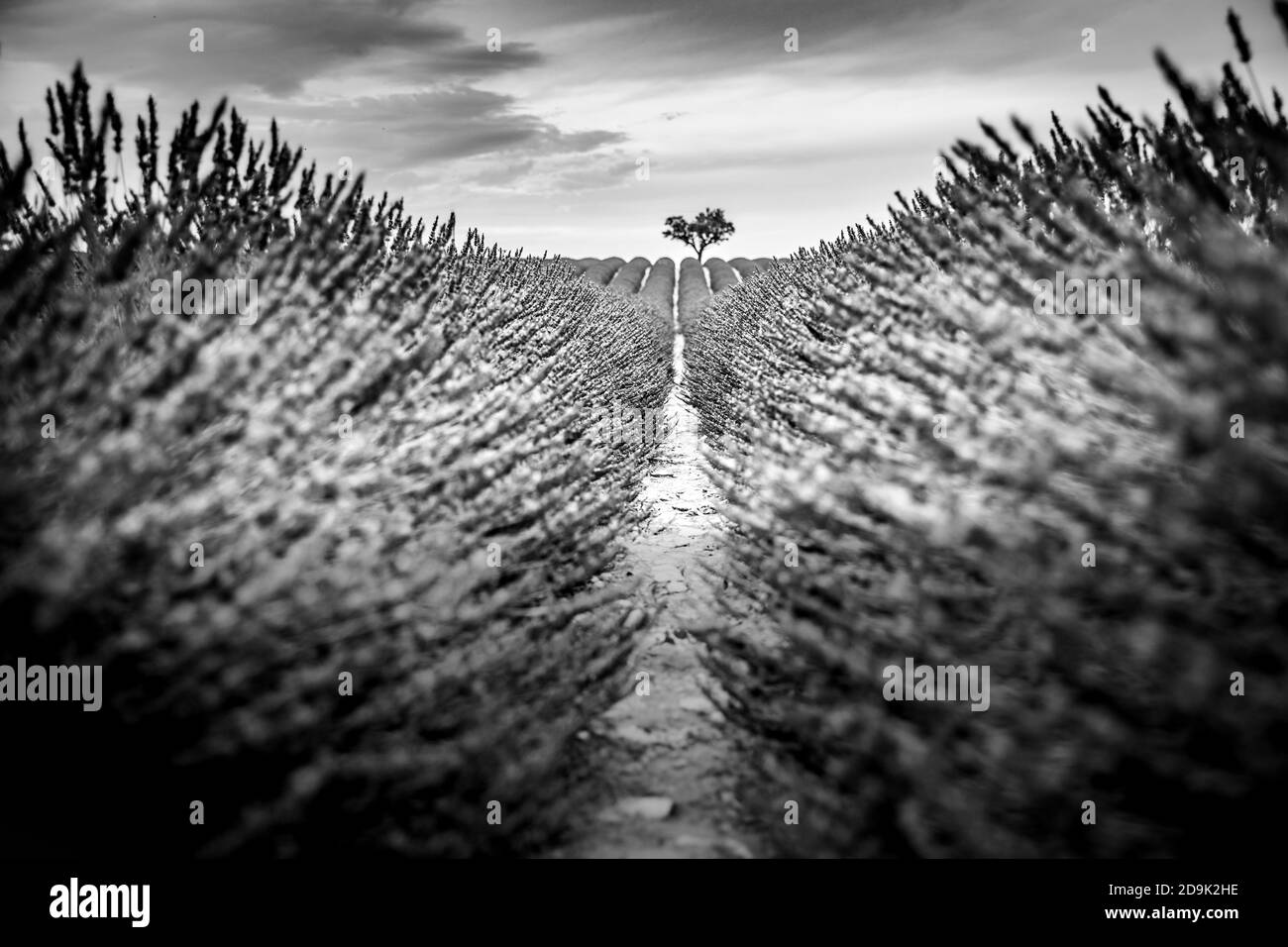 Coucher de soleil sur un champ de lavande violet en Provence, France. Lavande gros plan fleurs Provence été nature mauve lavande champ. Paysage reposant Banque D'Images