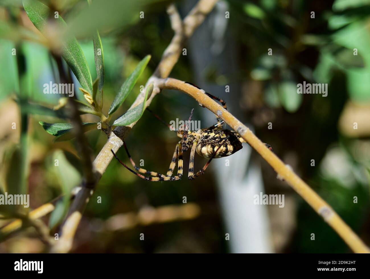 Cliché sélectif de l'araignée Argiope Lobed sur une olive branches de l'arbre Banque D'Images