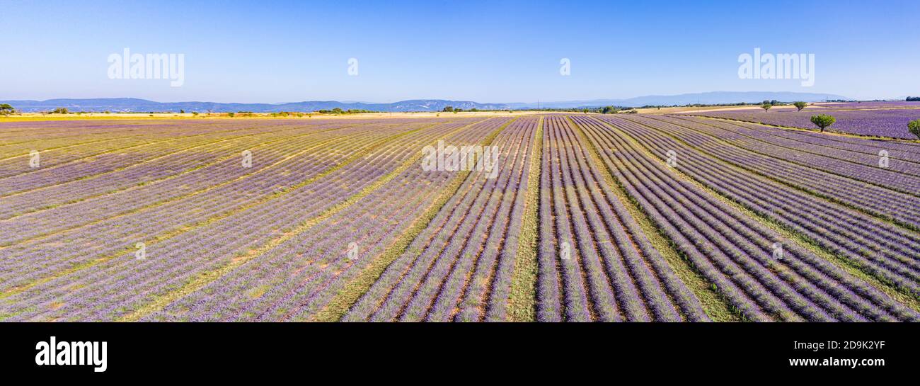 Vue aérienne des champs agricoles en Provence. Lavande en fleur, paysage aérien incroyable. Rangées de fleurs de lavande, nature sans fin floraison florale Banque D'Images