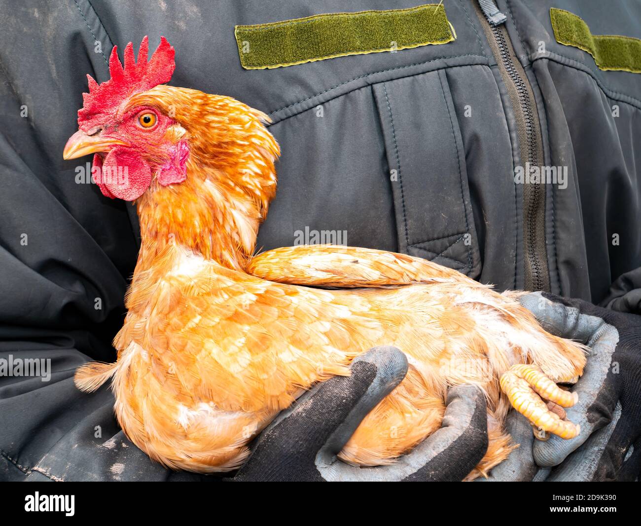 Le poulet brun de volaille est assis sur les mains d'un homme. Banque D'Images
