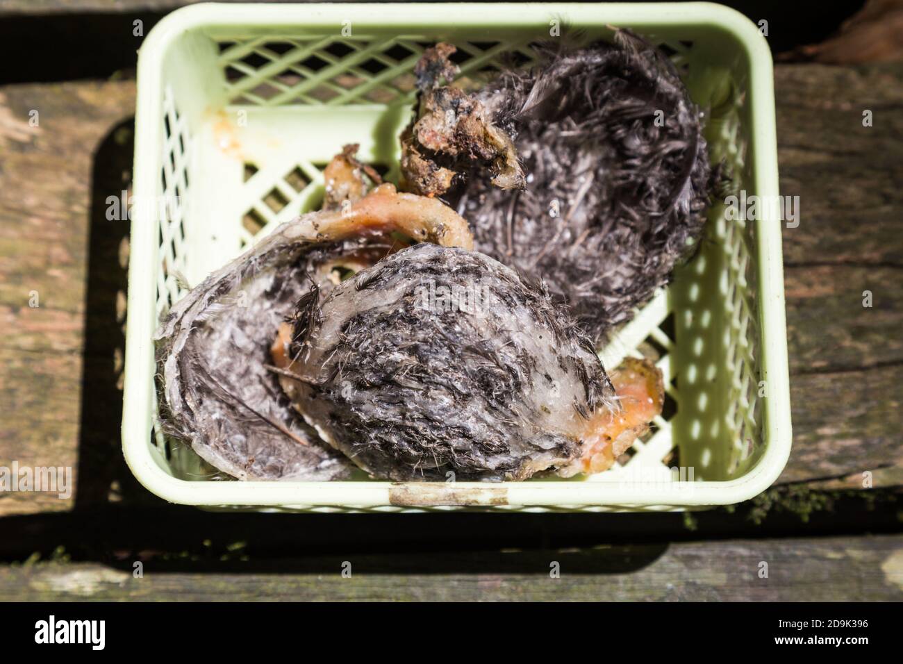 Nid d'oiseau non transformé fraîchement récolté, ingrédient pour la soupe nutritive. Banque D'Images