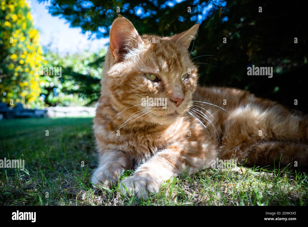 Ginger tom chat au repos dans un jardin dans le sud du pays de Galles du Royaume-Uni Banque D'Images