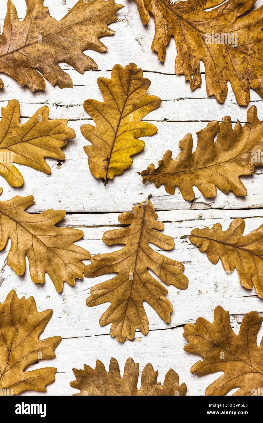 Feuilles d'automne séchées sur une table rustique en bois blanc, vue sur le dessus. Contexte du concept d'automne. Bon motif pour la conception. Banque D'Images