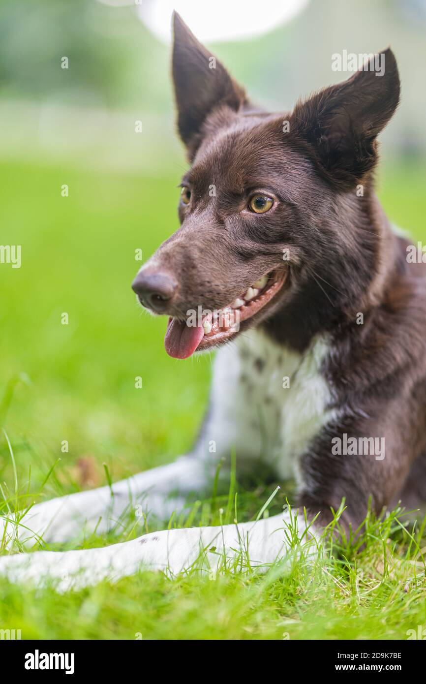 Heureux brown et blanc chien border collie avec langue coller dehors couchés dans l'herbe verte avec des fleurs jaunes. Journée d'été dans un pré. Banque D'Images