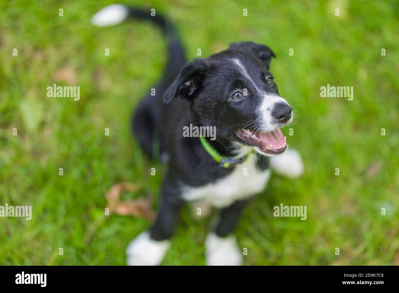 Portrait adorable d'un chiot collie en pleine santé et heureux, à bordure noire et blanche. Border Collie chiot dans la nature Banque D'Images