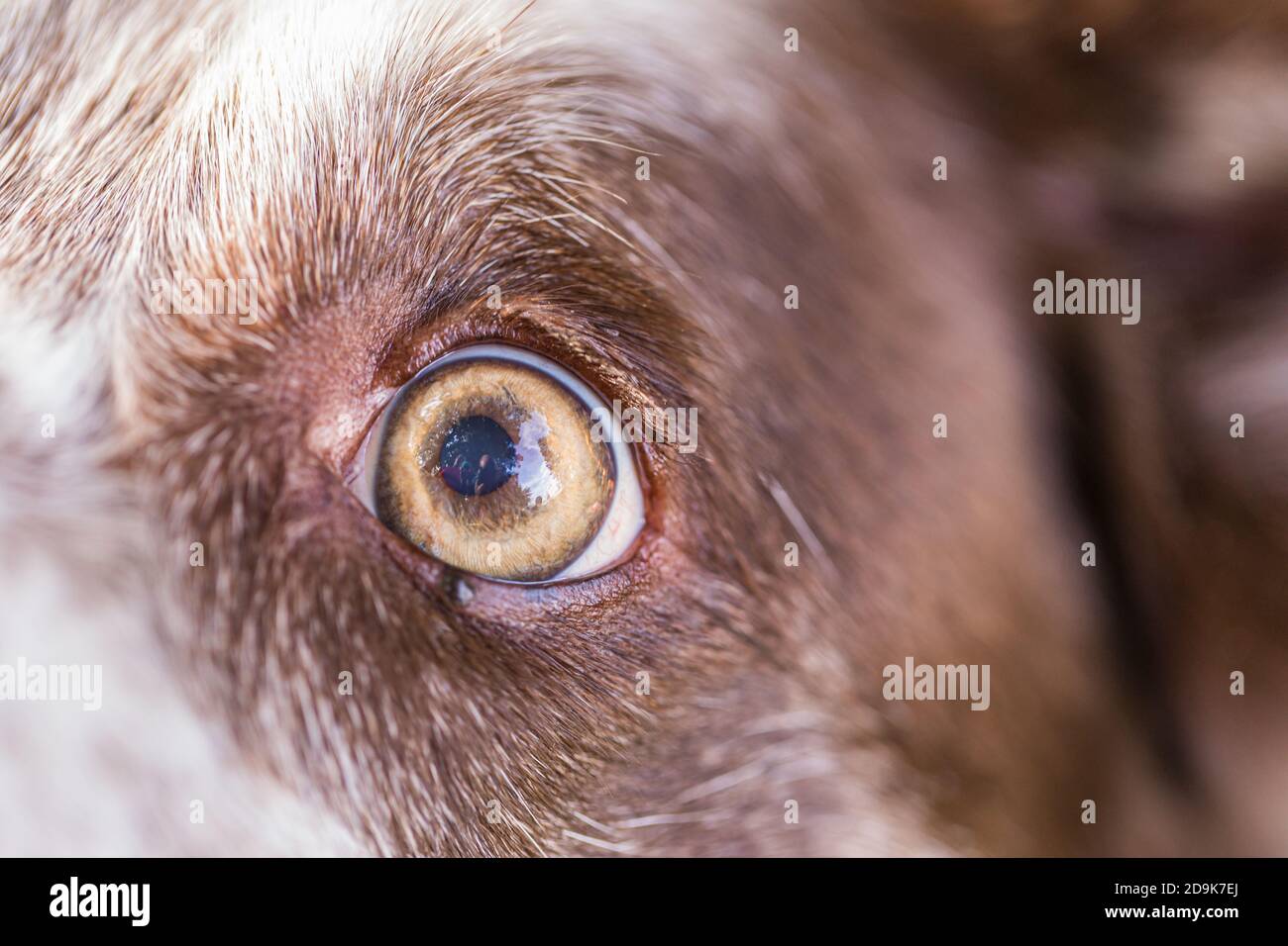 Gros plan sur le Berger australien. Contour de l'œil de collie en vue macro Banque D'Images