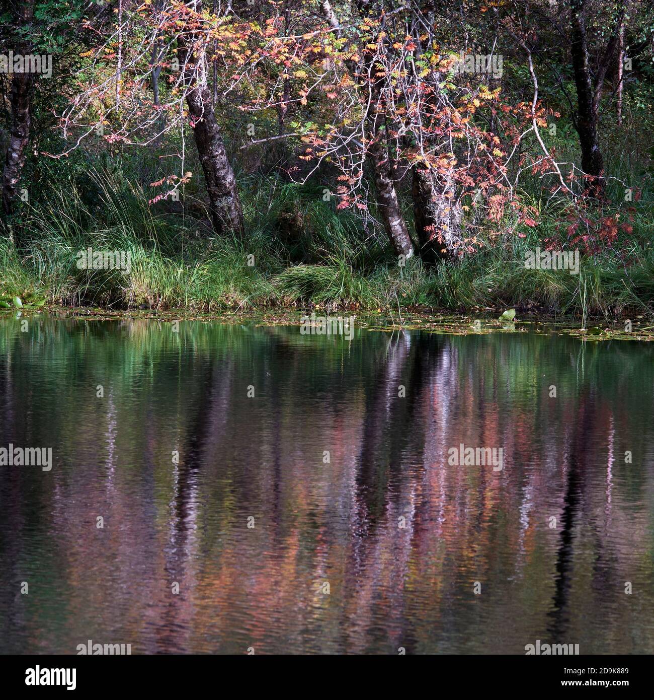 Les Rowan se reflètent dans le petit lochan, près de Salen, Sunart, Lochaber, Highland, Écosse. Banque D'Images