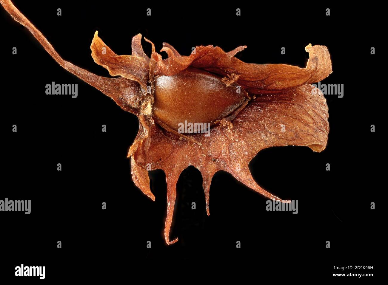 Rumex obtusifolius, quai à feuilles larges, Stumpfblättrige Ampfer, gros plan, fruit aux graines, graine de 2-3 mm de long Banque D'Images