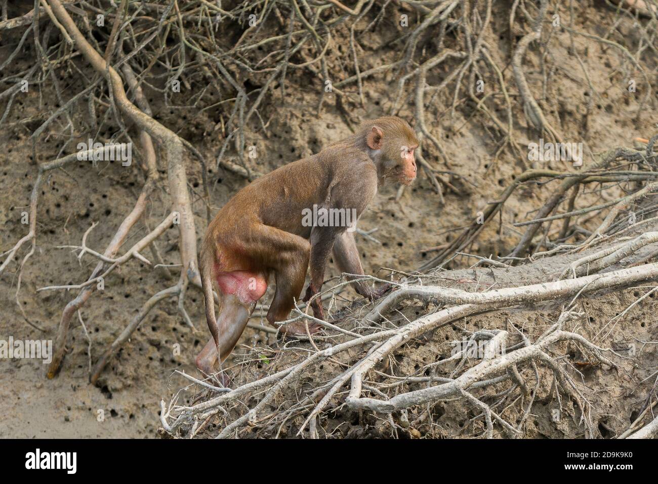 Un singe rhésus mâle adulte grimpant sur la rive boueuse de la rivière au parc national de Sundarban, Bengale-Occidental, Inde Banque D'Images