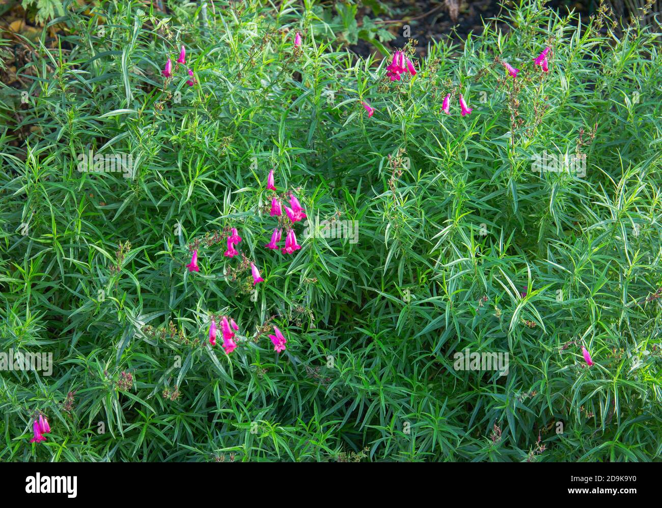 Géranium psilostemon ou crâne arménien floraison à la frontière du jardin Banque D'Images