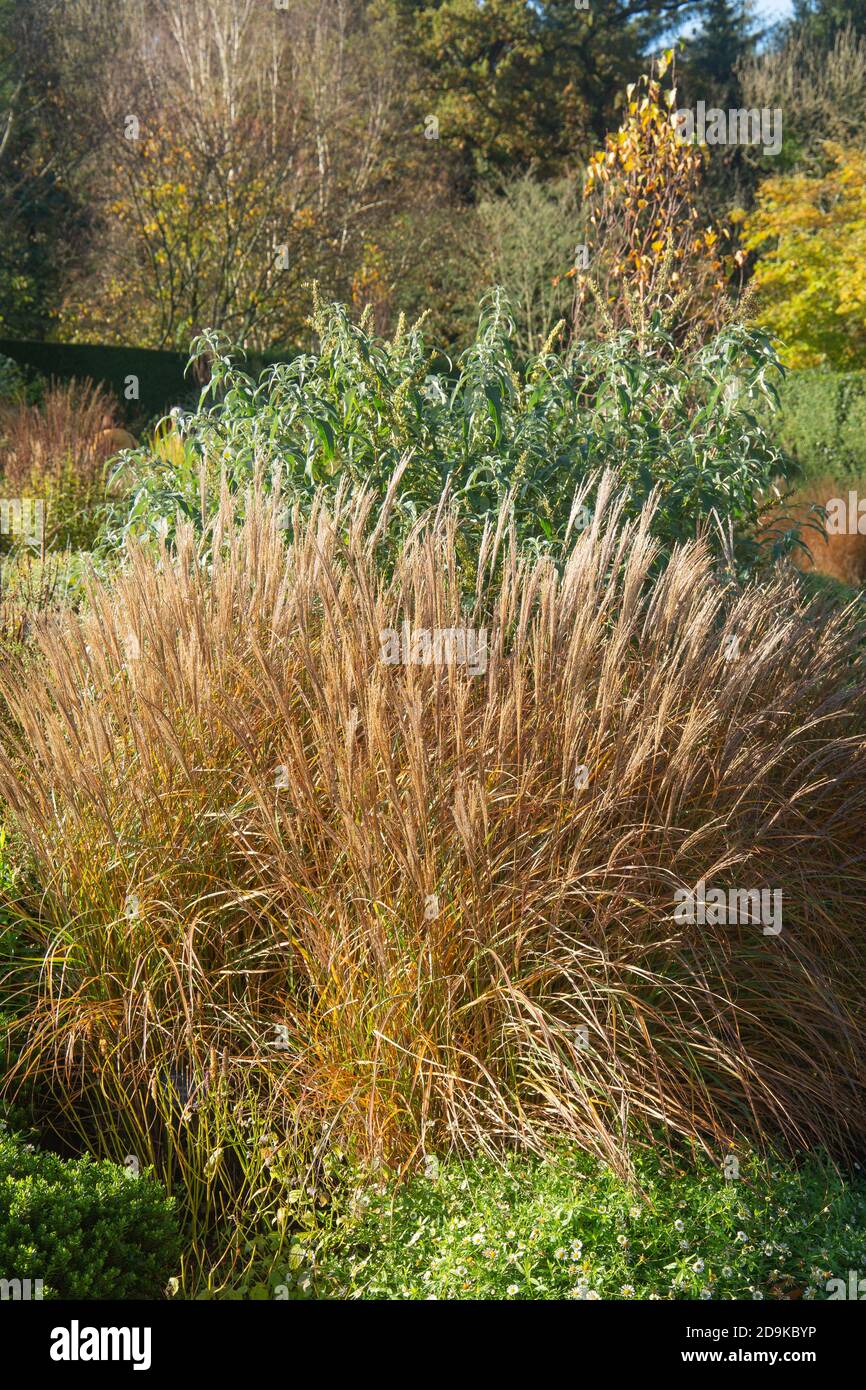 Herbe ornementale miscanthus sinensis adagio, une plante à feuilles caduques formant une souche Banque D'Images