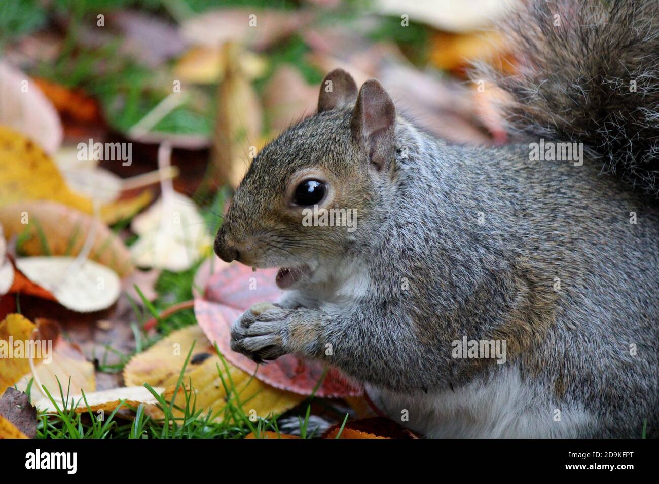 L'écureuil mignon mange des noix dans la forêt d'automne. Arrière-plan de feuilles colorées. Photographie de la nature d'automne. Couleurs de l'automne. Banque D'Images