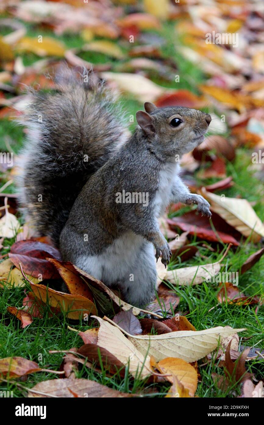 L'écureuil mignon mange des noix dans la forêt d'automne. Arrière-plan de feuilles colorées. Photographie de la nature d'automne. Couleurs de l'automne. Banque D'Images