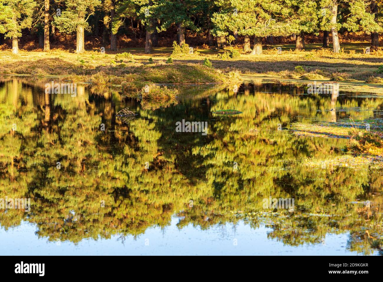 Reflet dans l'eau et arbres Banque D'Images