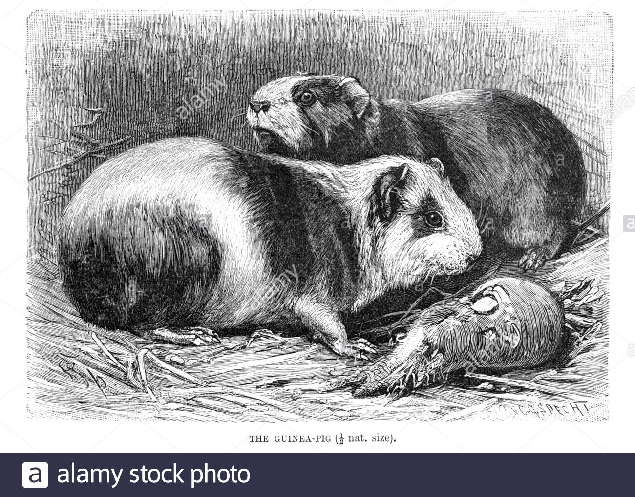 Guinée Pig, illustration ancienne de 1894 Banque D'Images