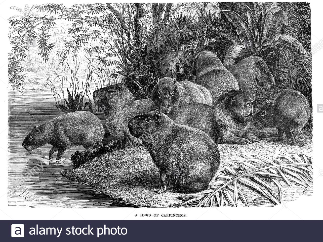 Troupeau de Carpinchos (Capybara), illustration ancienne de 1894 Banque D'Images