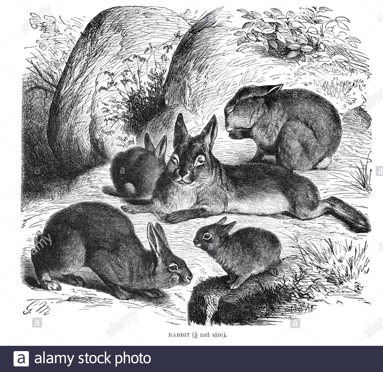 Lapin, illustration vintage de 1894 Banque D'Images