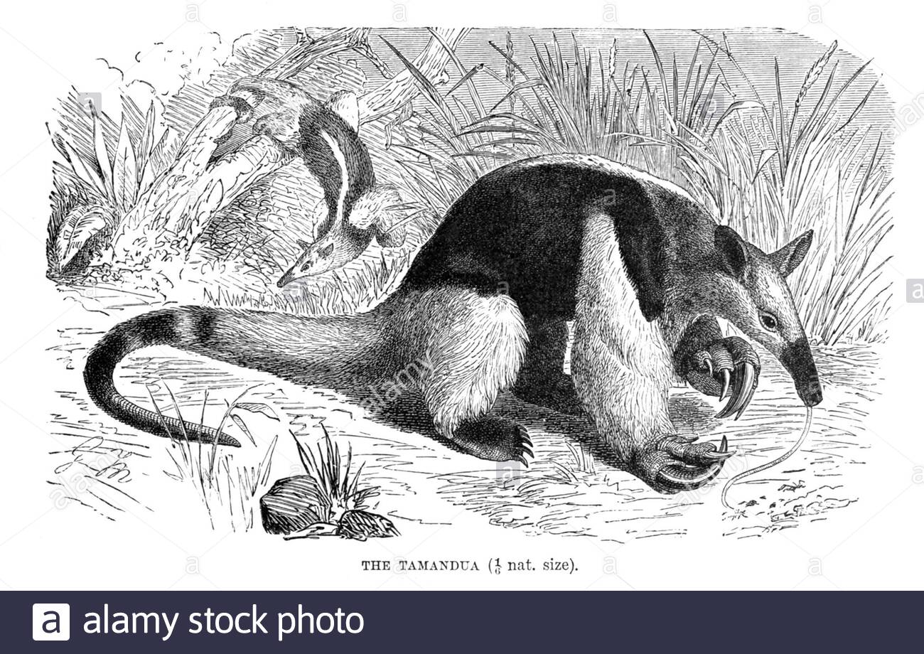 Tamandua, illustration ancienne de 1894 Banque D'Images