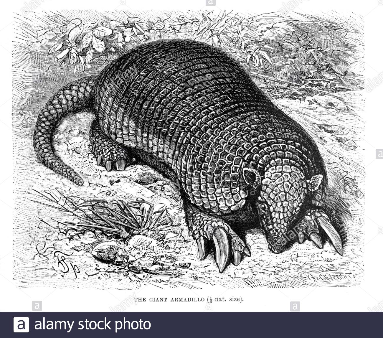 Armadillo géant, illustration vintage de 1894 Banque D'Images