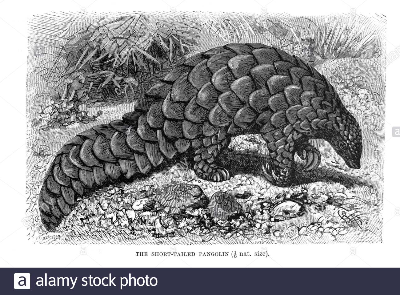 Pangolin à queue courte, illustration vintage de 1894 Banque D'Images