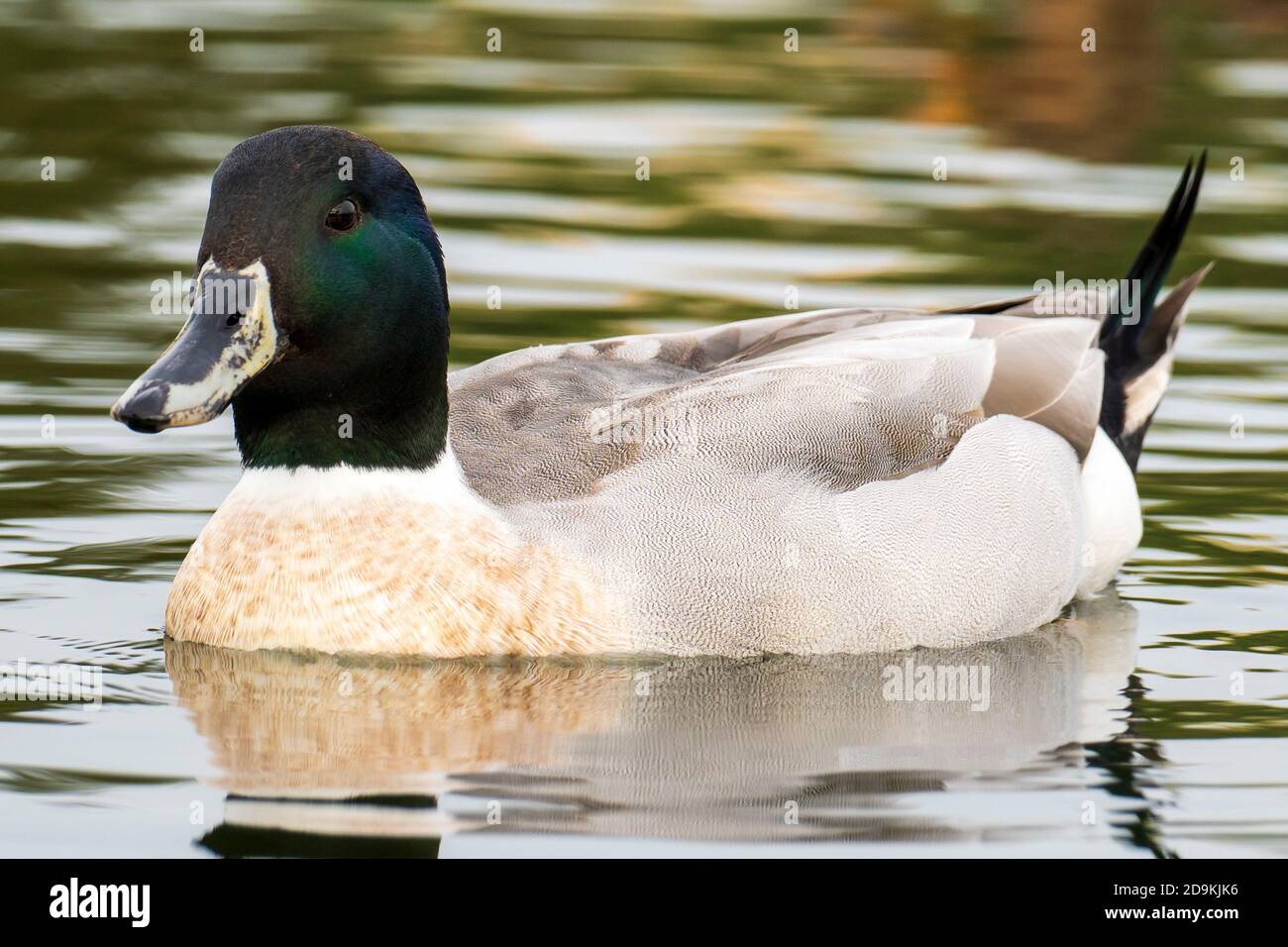 Canard colvert Canard (hybride) Anas platyrhynchos x acuta Costa Ballena Cadix Espagne Banque D'Images