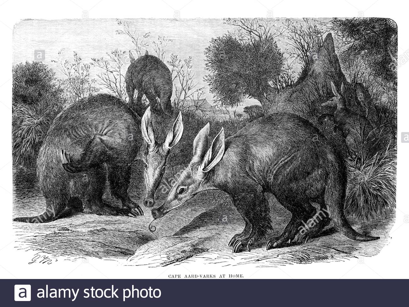Cape Aardvark, illustration ancienne de 1894 Banque D'Images