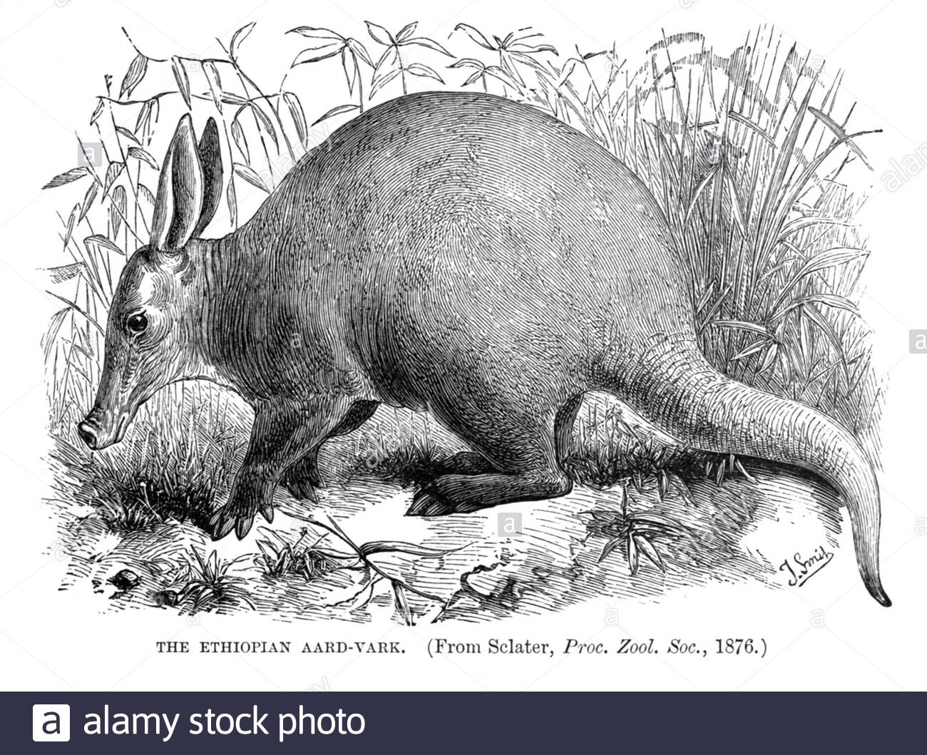 Aardvark éthiopien, illustration ancienne de 1894 Banque D'Images