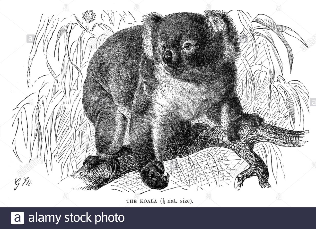 Koala, illustration ancienne de 1894 Banque D'Images