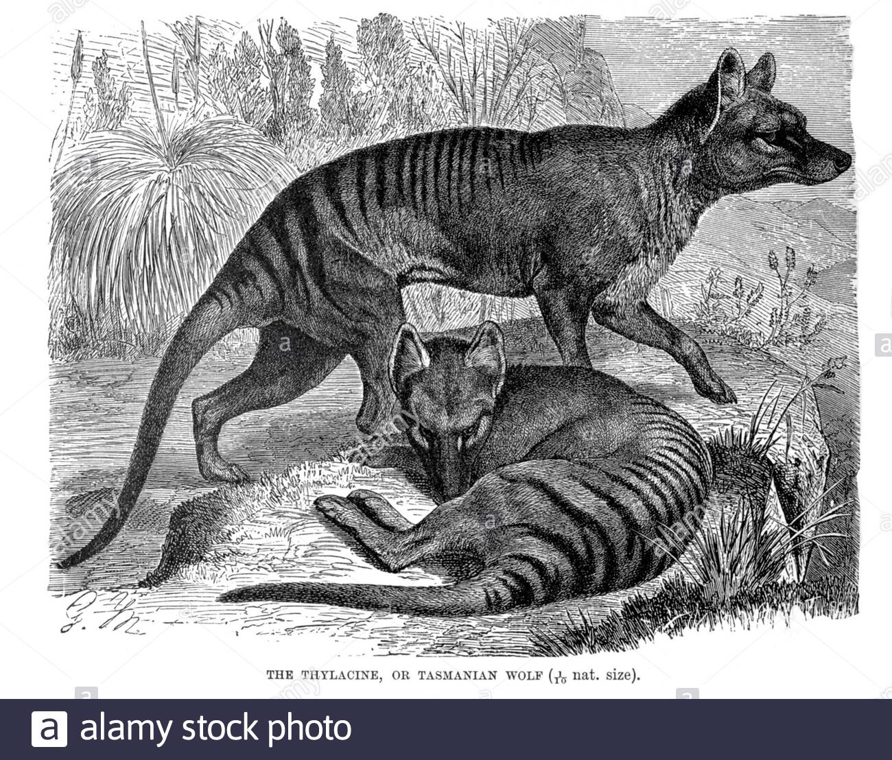 Thylacine ou Loup de Tasmanie, illustration ancienne de 1894 Banque D'Images