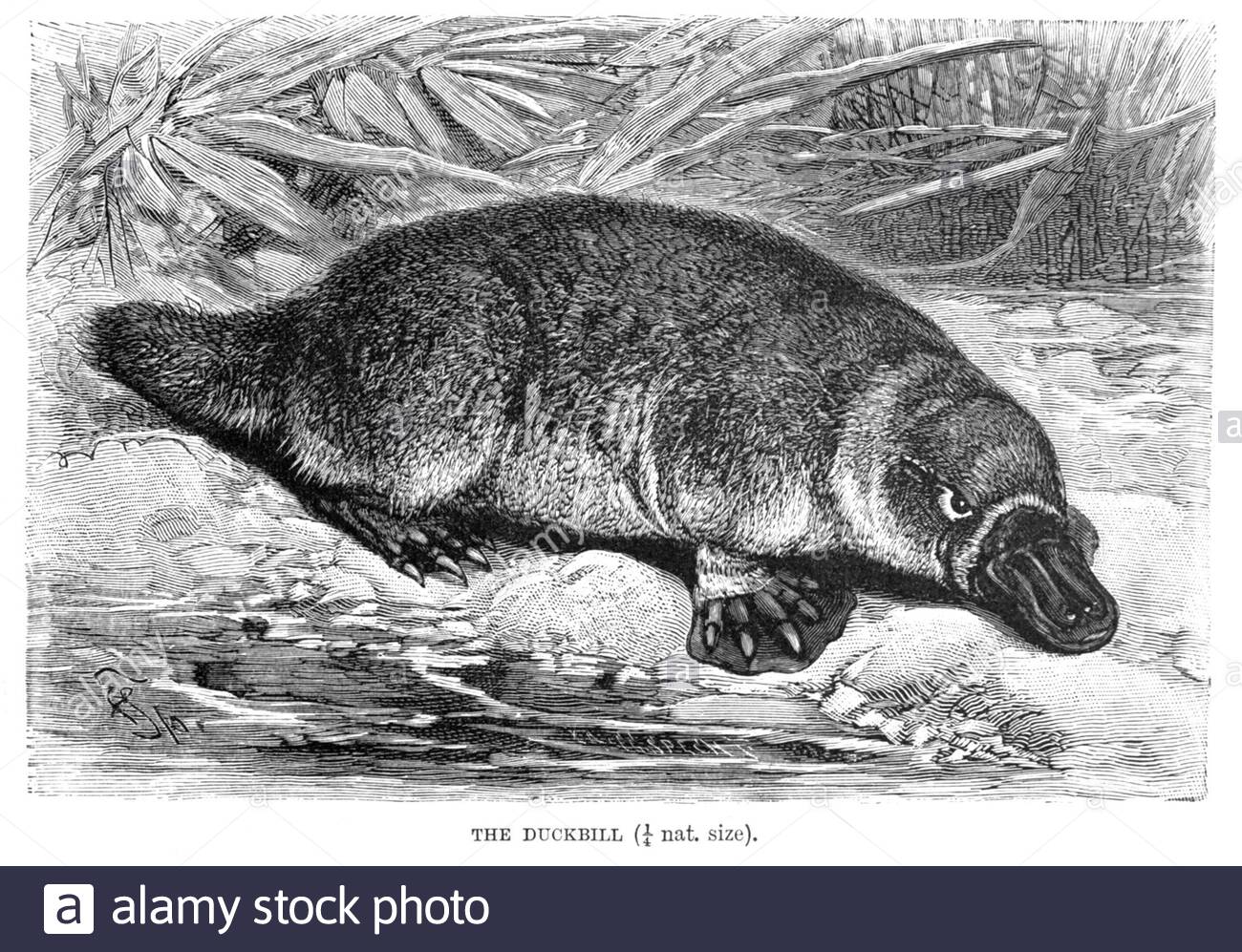 Bec de canard, illustration ancienne de 1894 Banque D'Images