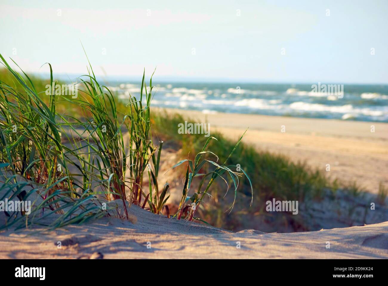 herbes sauvages poussant sur les dunes de sable côtières au bord de la mer Banque D'Images