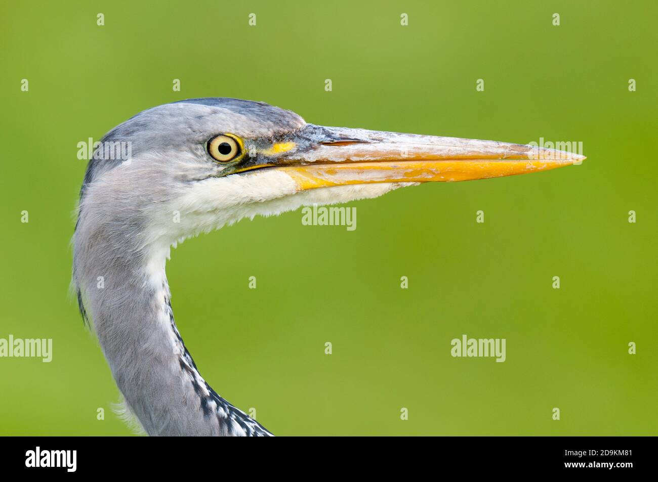 Un gros plan sur la tête d'un héron gris (Ardea cinerea) sur l'île de Shepey dans le Kent. Mai. Banque D'Images