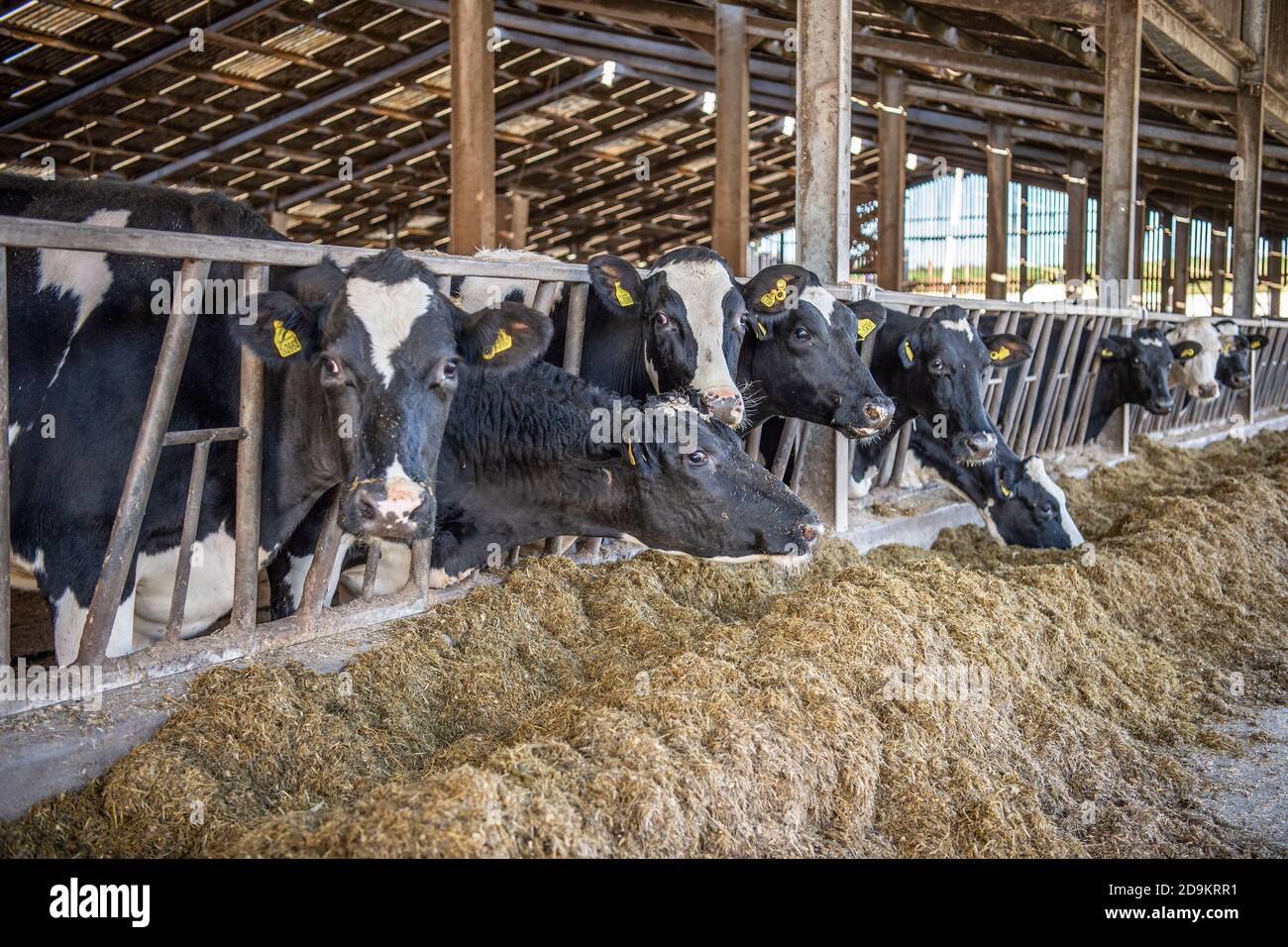 bovins laitiers mangeant de l'ensilage à l'intérieur en hiver Banque D'Images