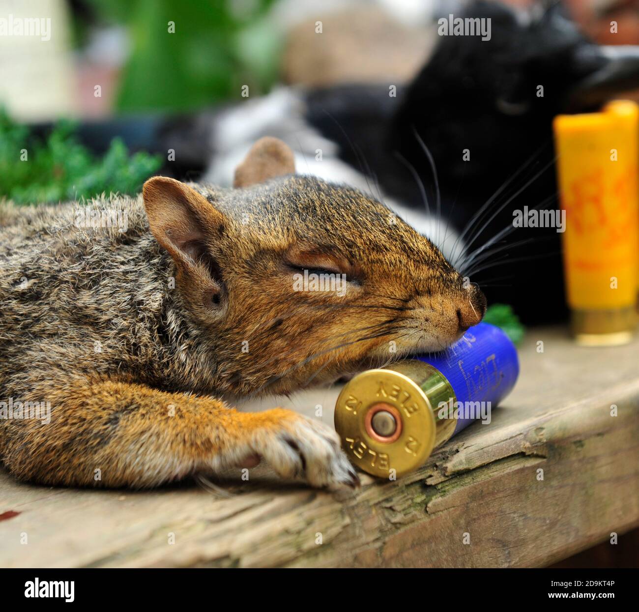 tirer l'écureuil gris mort Banque D'Images