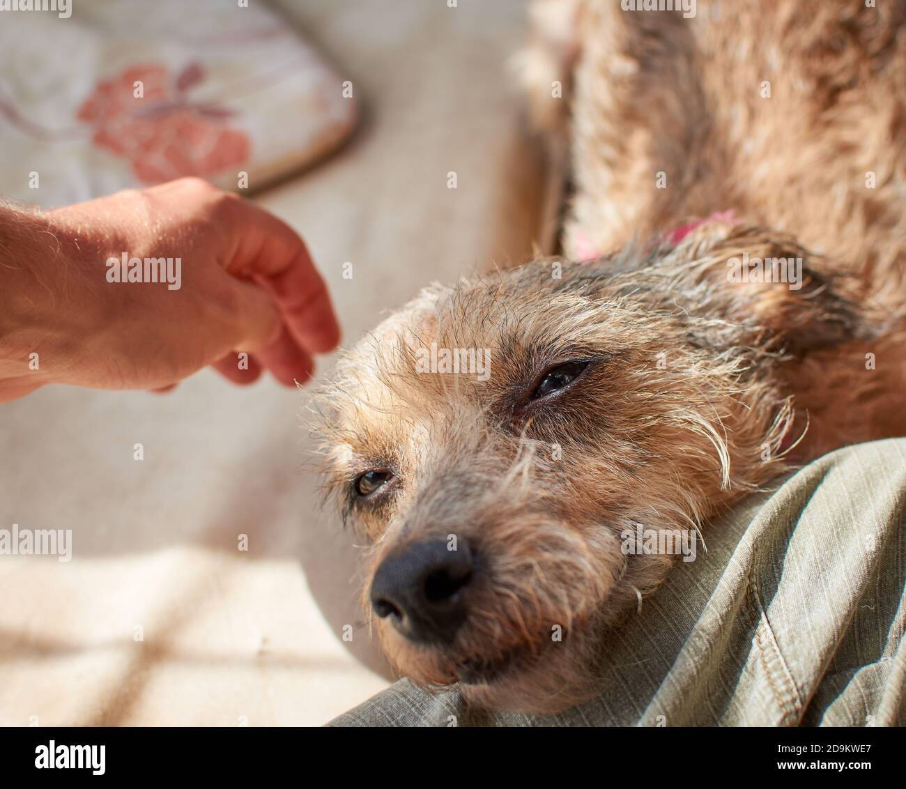 Gros plan d'un chien Terrier irlandais qui se détend à l'extérieur Banque D'Images