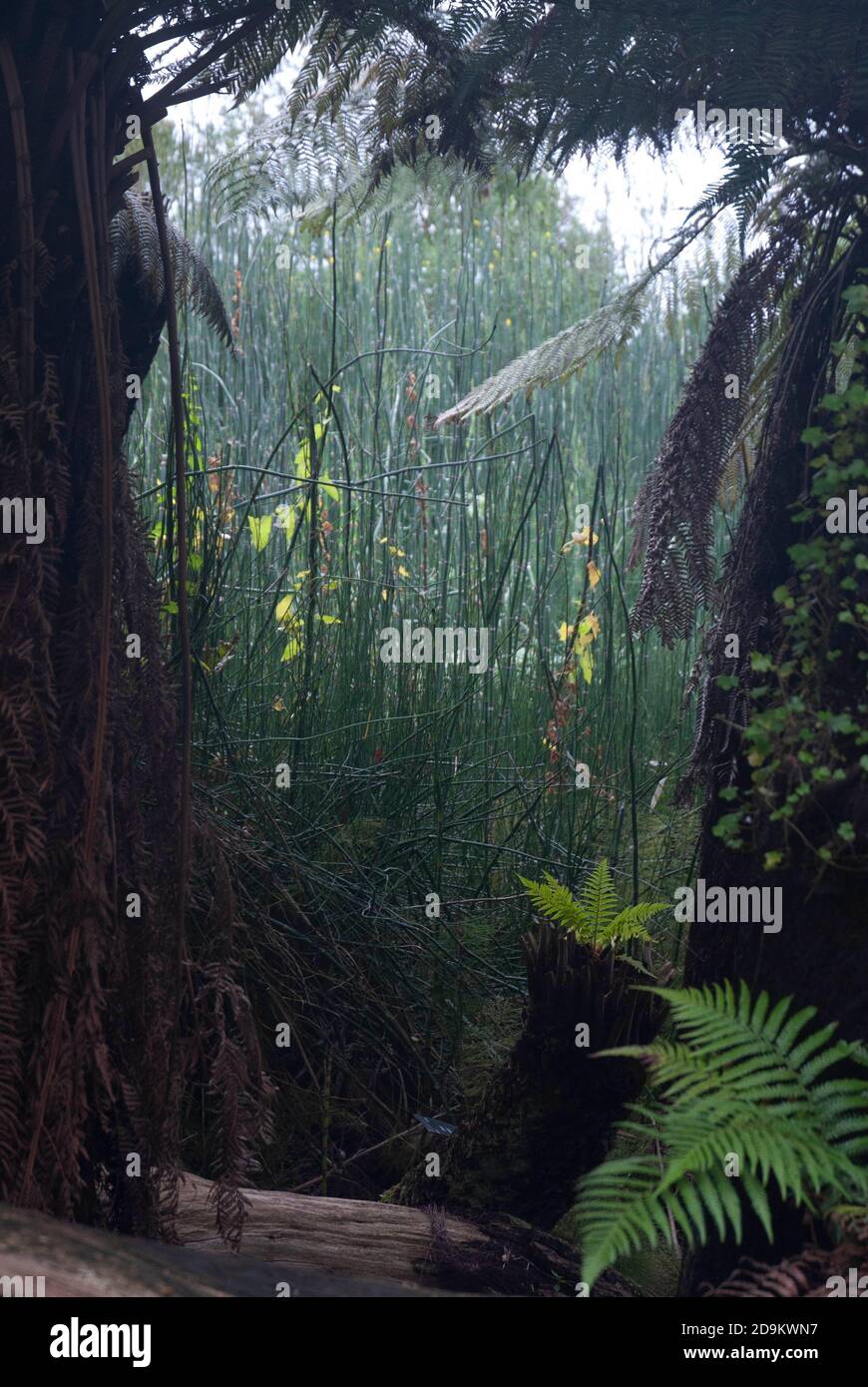 L'évolution des plantes terrestres présente une partie de la collection Evolution dans les jardins botaniques de l'Université de Bristol, Bristol Angleterre Royaume-Uni Banque D'Images