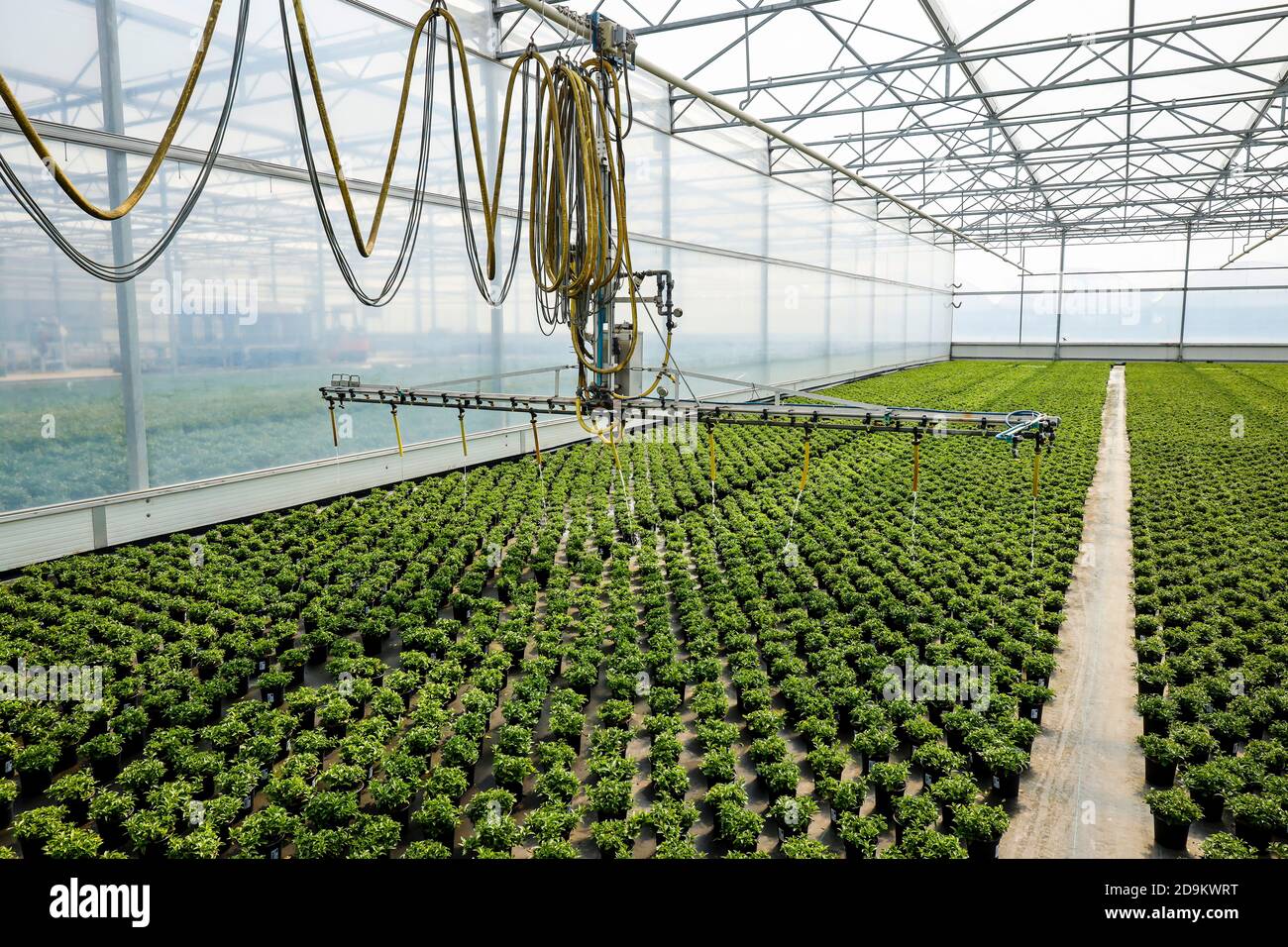 Irrigation automatisée des fleurs de lit et de balcon dans la serre, pépinière, Kempen, Basse-Rhin, Rhénanie-du-Nord-Westphalie, Allemagne Banque D'Images