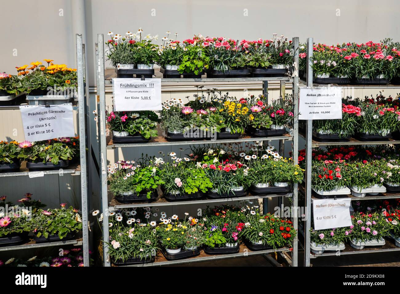 Literie et balcon fleurs en rouleaux, plantes en pot à vendre, pépinière, Kempen, Basse-Rhin, Rhénanie-du-Nord-Westphalie, Allemagne Banque D'Images