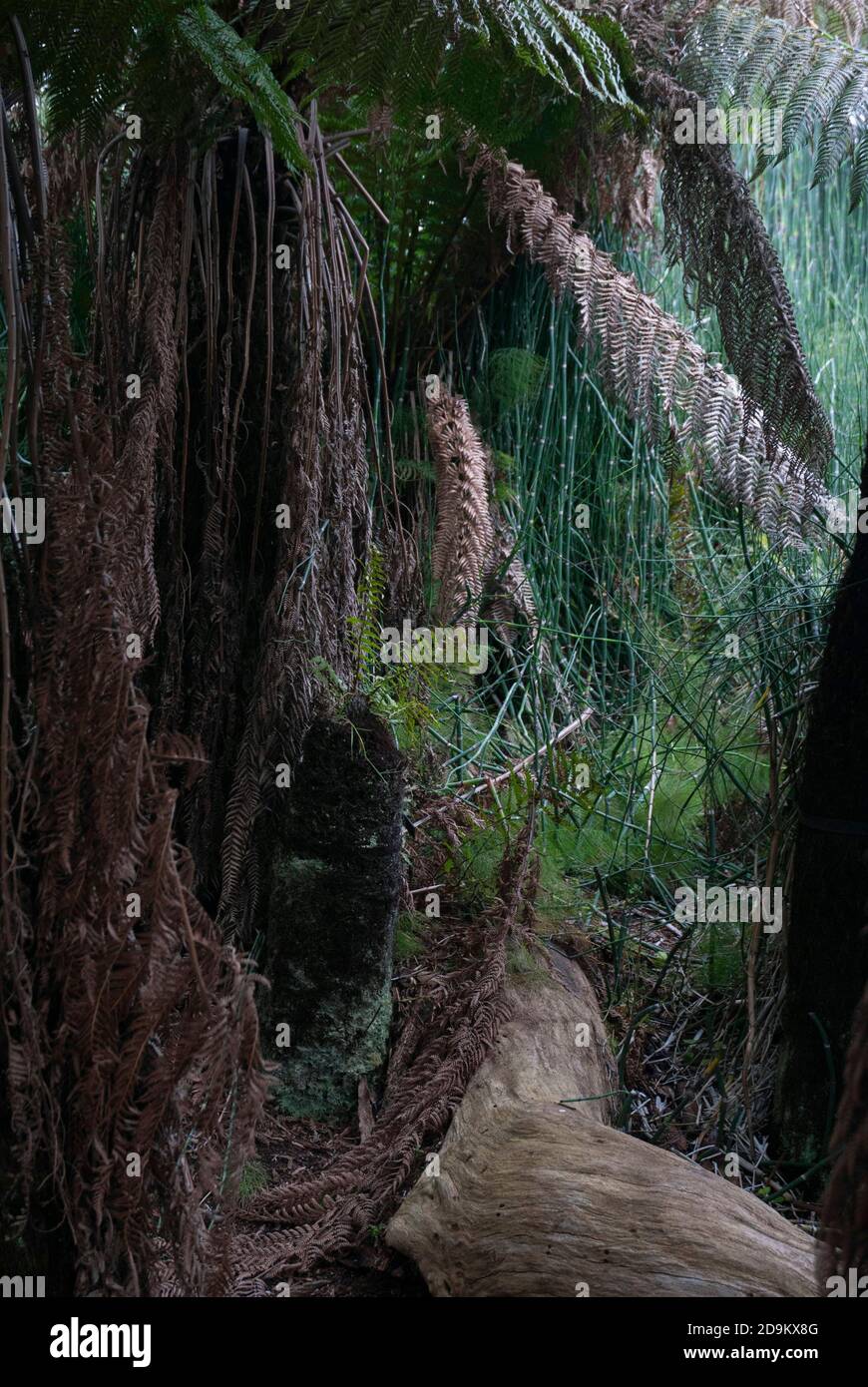 L'évolution des plantes terrestres présente une partie de la collection Evolution dans les jardins botaniques de l'Université de Bristol, Bristol Angleterre Royaume-Uni Banque D'Images