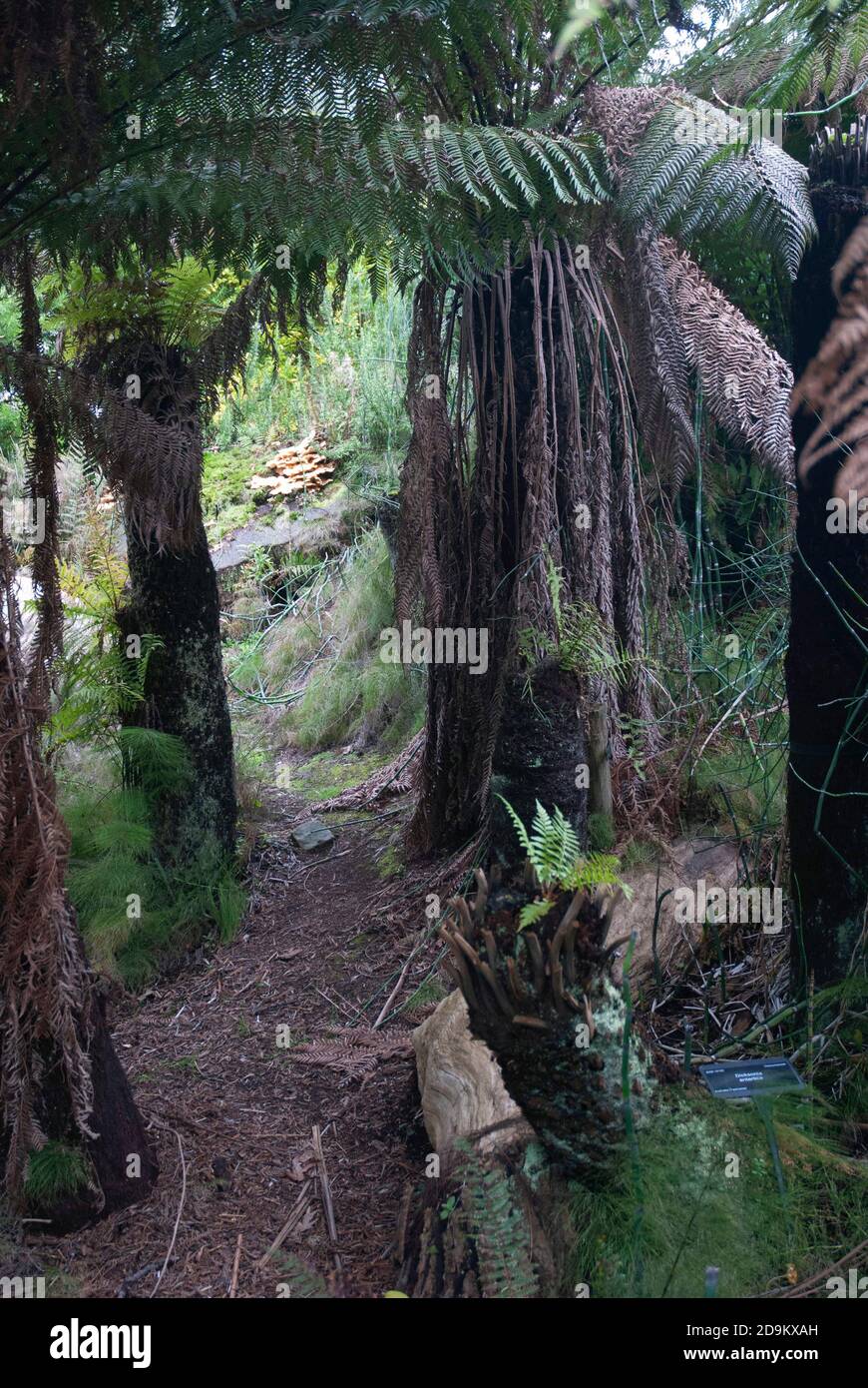 L'évolution des plantes terrestres présente une partie de la collection Evolution dans les jardins botaniques de l'Université de Bristol, Bristol Angleterre Royaume-Uni Banque D'Images